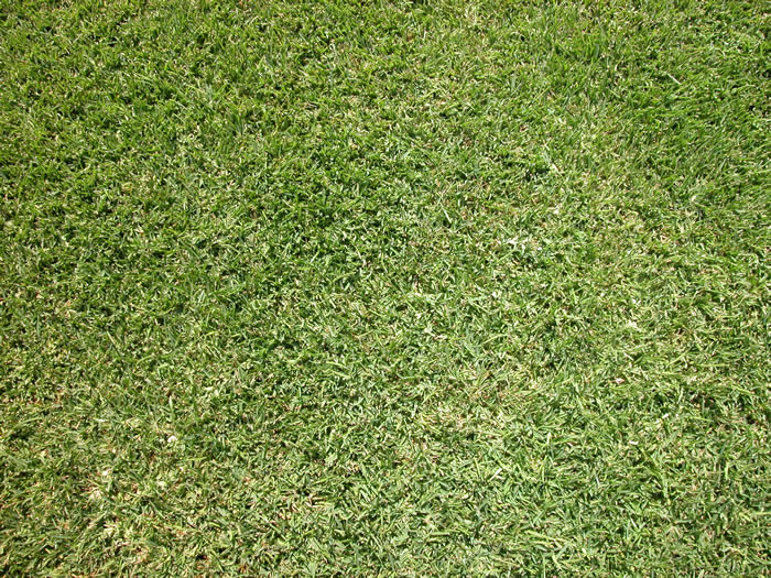 St. Augustinegrass - Species | GeorgiaTurf