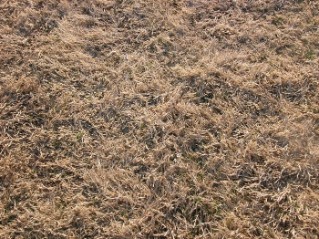Dormant Bermudagrass