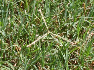 Bermudagrass Seedhead