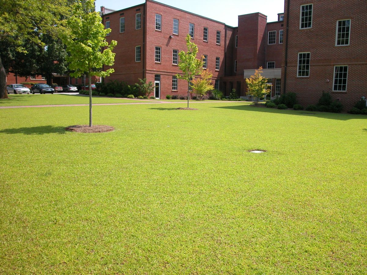 What Is Centipede Grass?  N.C. Cooperative Extension