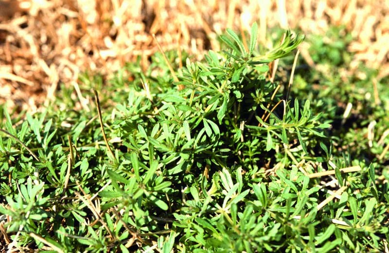 Catchweed Bedstraw or Velcro Plant - Pests in the Urban Landscape