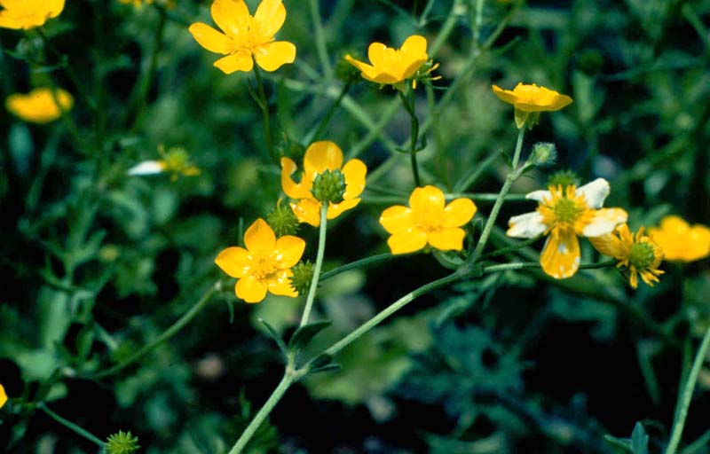 buttercup weed